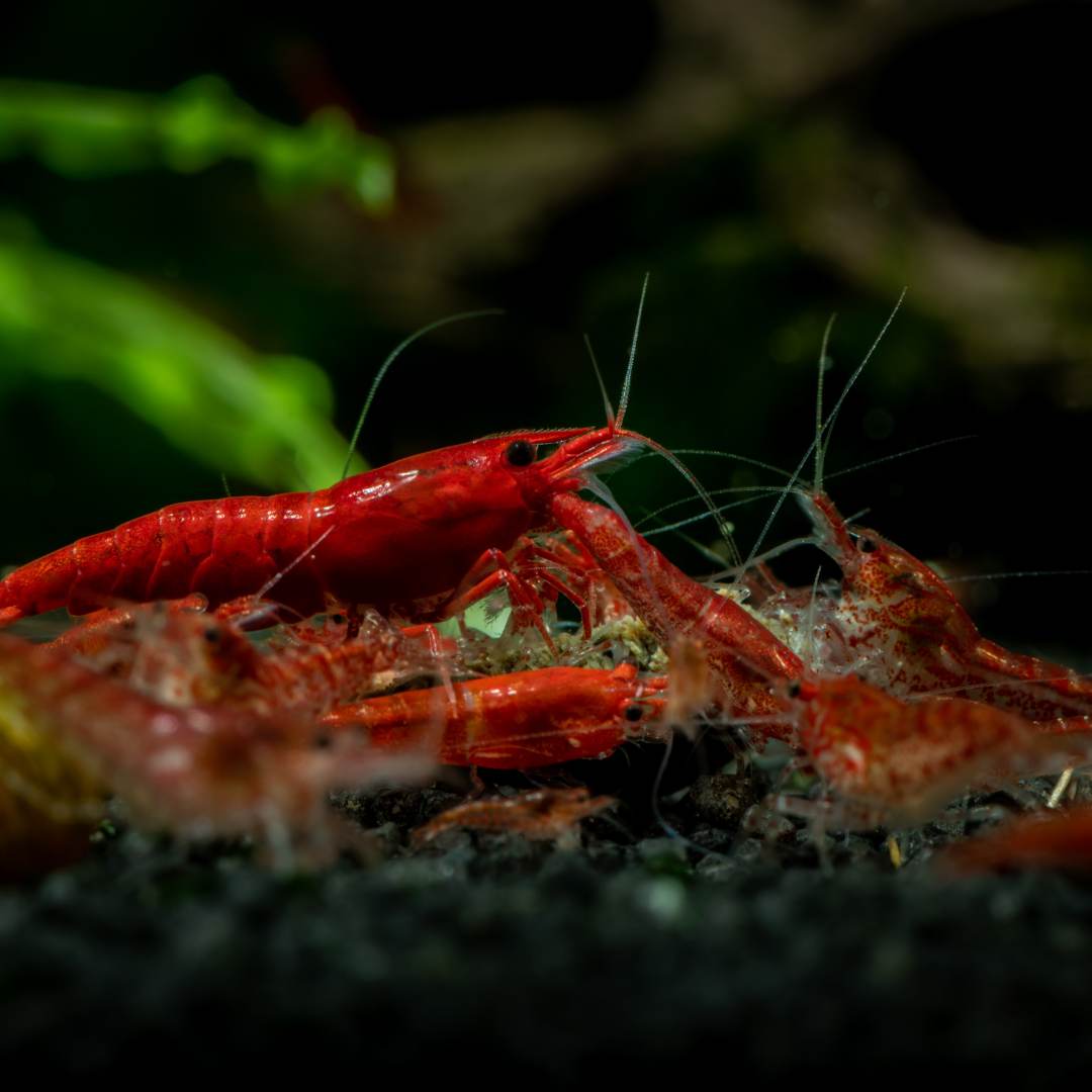 red fire shrimp