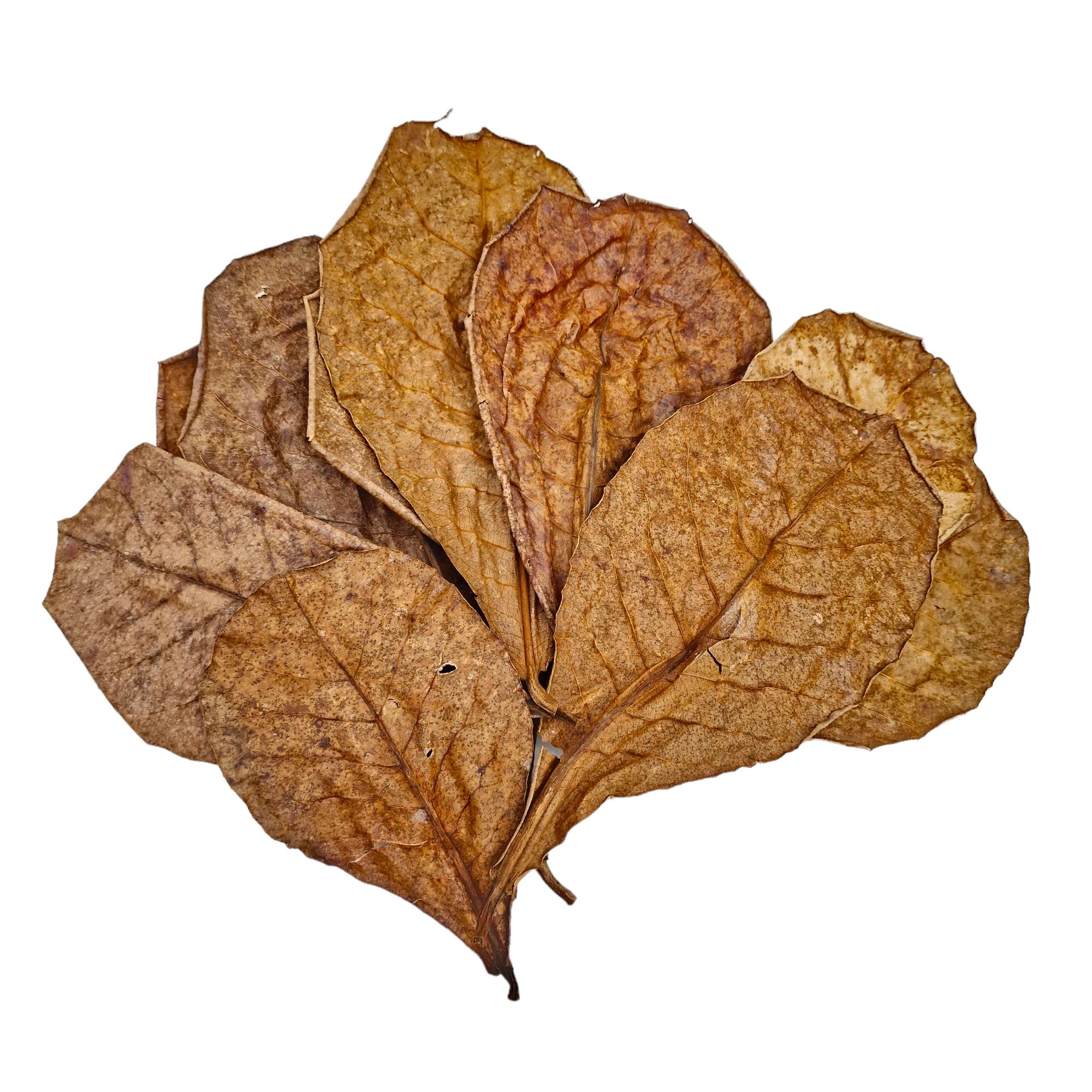 catappa leaves1