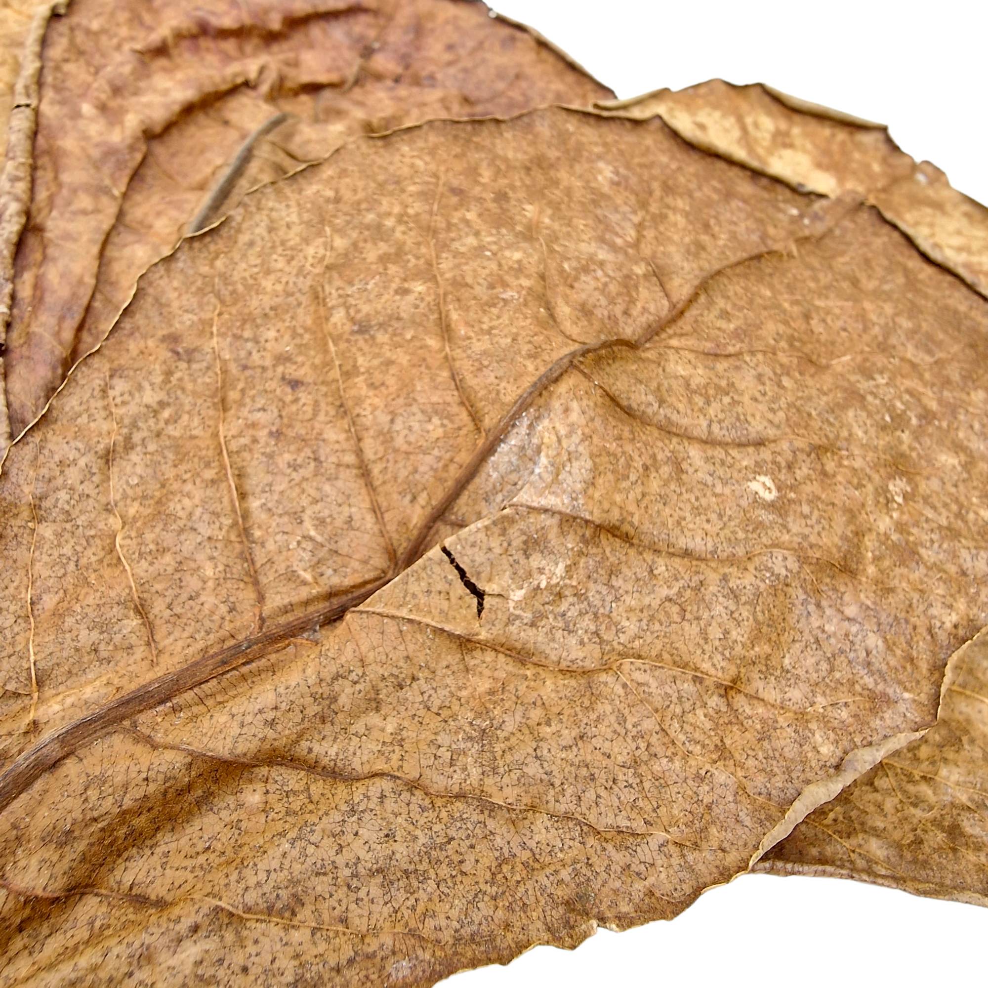 catappa leaves2
