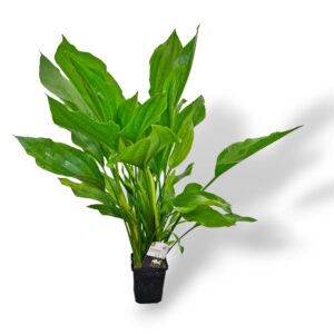 Echinodorus argentinensis Mother Plant