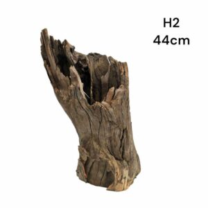 Hollow Tree Stump