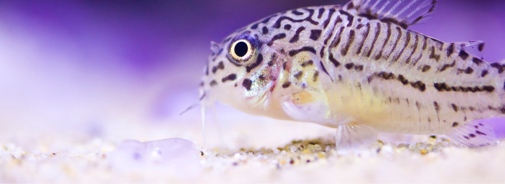 Corydoras on sand