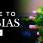 Anubias Banner