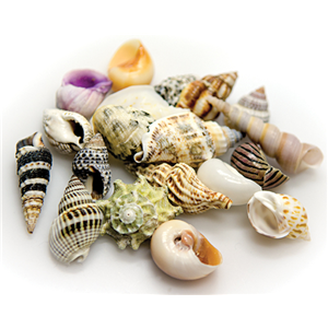 Hobby Snail Shells Lge Set/5