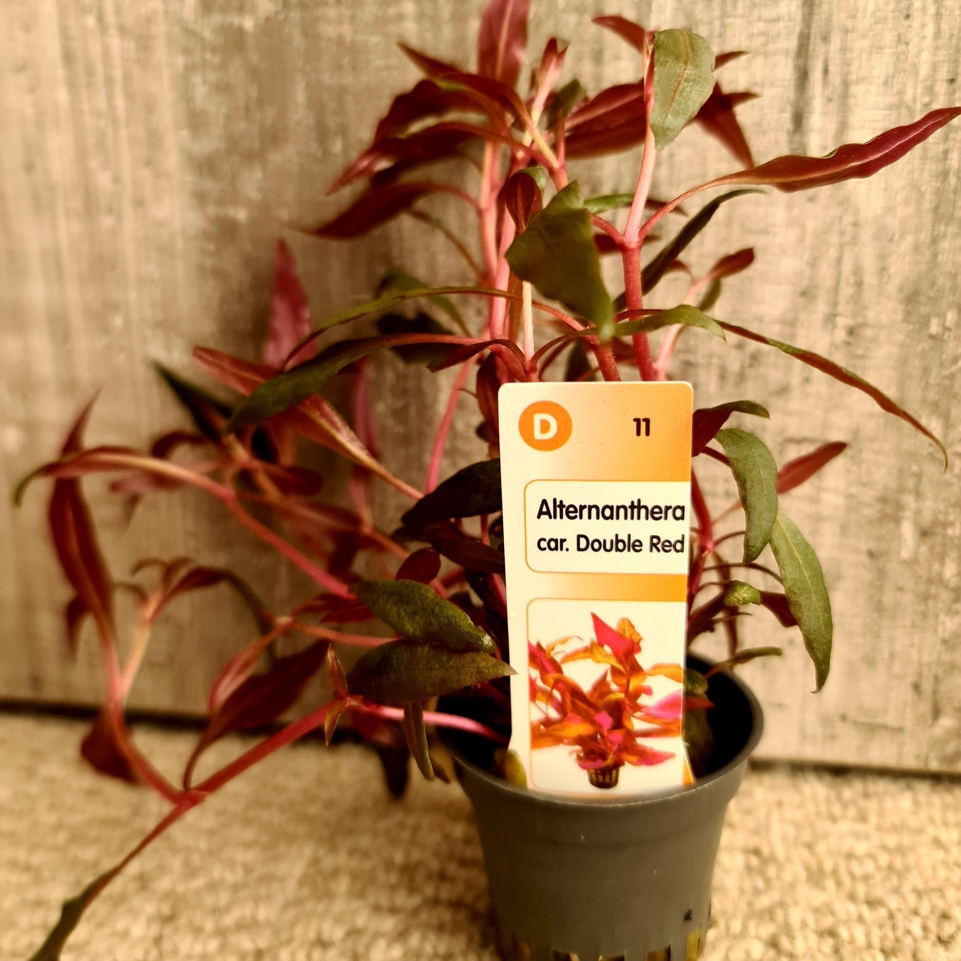 Alternanthera cardinalis ‘Double Red’ – Potted