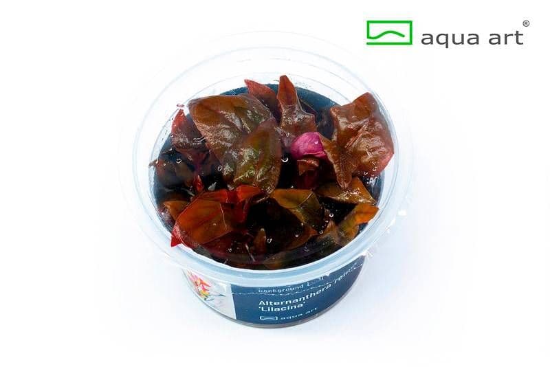 Alternanthera reineckii ‘Lilacina’ – Aqua Art In-vitro