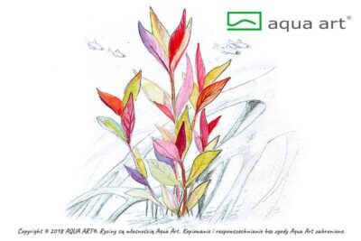 Alternanthera reineckii 'Lilacina' - Aqua Art In-vitro