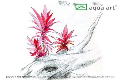 Alternanthera reineckii 'Purple' - Aqua Art