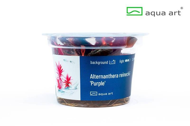 Alternanthera reineckii ‘Purple’ – Aqua Art