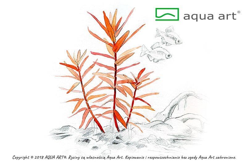 Ammania gracilis – Aqua Art In-Vitro