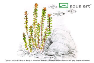 Ammania sp. 'Bonsai' - Aqua Art In-Vitro