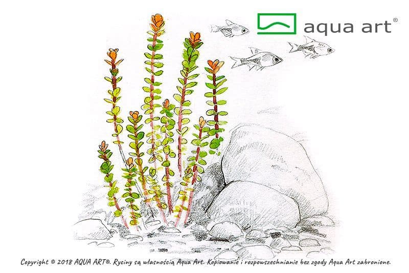 Ammania sp. ‘Bonsai’ – Aqua Art In-Vitro