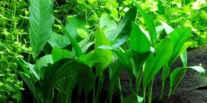 Anubias barteri angustifolia - Potted