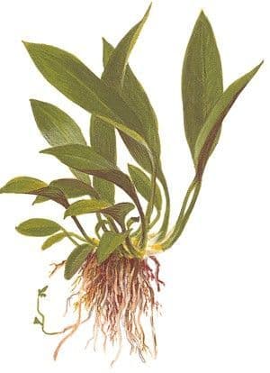 Anubias barteri angustifolia - Potted