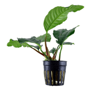 Anubias barteri 'Coffeifolia' - AquaLine Pot