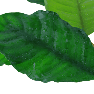 Anubias barteri 'Coffeifolia' - Tropica Pot
