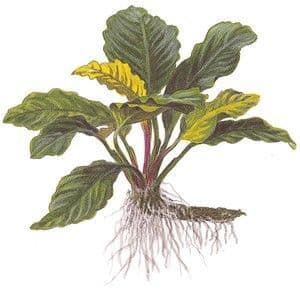 Anubias barteri 'Coffeifolia' - Tropica Pot