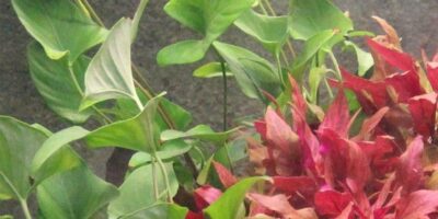 Anubias gracilis - Tropica Potted