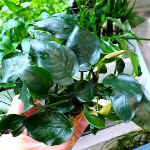 Anubias nana 'Thick Leaf' - Potted