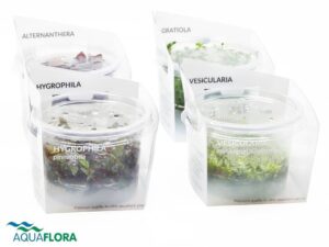 AquaFlora Ecoscape - Invitro Aquarium plants