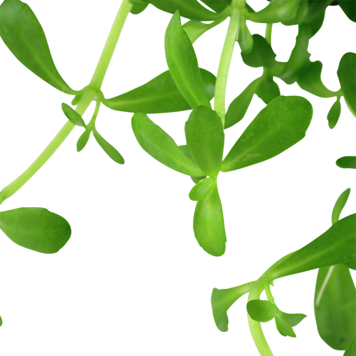 Bacopa monnieri ‘Compact’ – Potted