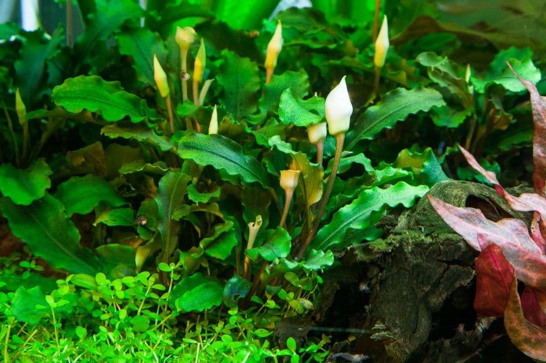 Buce pygmaea ‘Bukit Kelam’ 1.2.Grow!