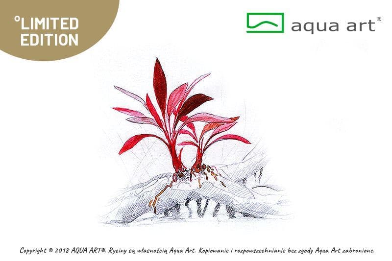 Bucephalalndra sp. ‘Ulysses’ – Aqua Art In-vitro