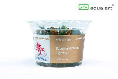 Bucephalalndra sp. 'Ulysses' - Aqua Art In-vitro