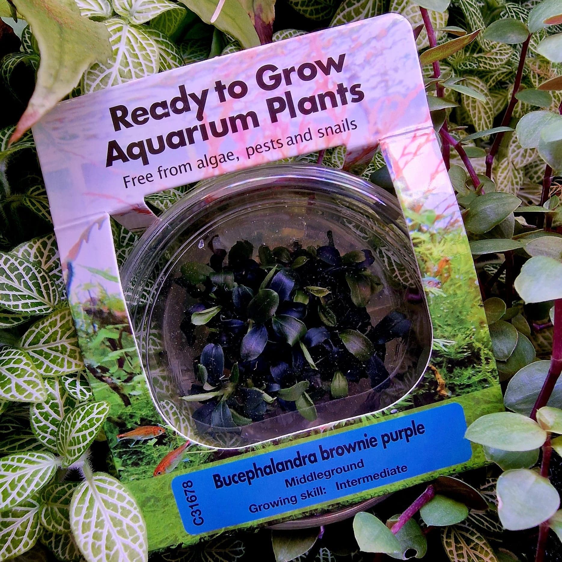 Bucephalandra ‘Brownie Purple’ In-Vitro pot