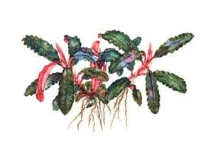 Bucephalandra kedagang - Tropica Potted