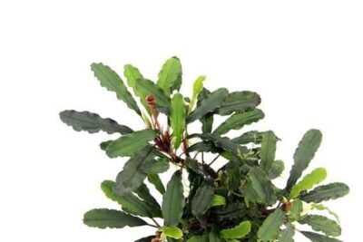 Bucephalandra pygmaea 'Bukit Kelam' - Dennerle