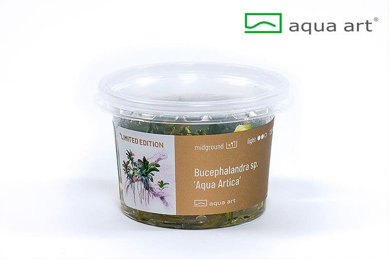 Bucephalandra sp. ‘Aqua Artica’ – Aqua Art In-vitro