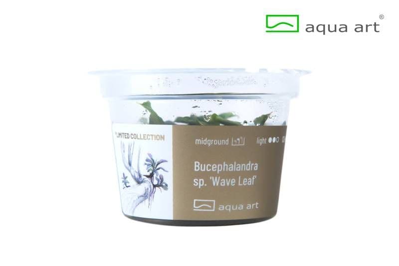 Bucephalandra sp. ‘Wave Leaf’ – Aqua Art In-vitro