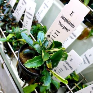 Bucephalandra Theia Green - Potted