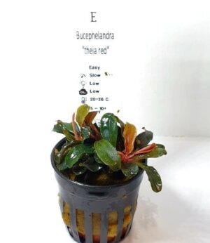 Bucephalandra 'Theia Red' - Pot