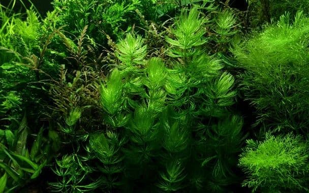 Ceratophyllum demersum ‘Foxtail’ Portion