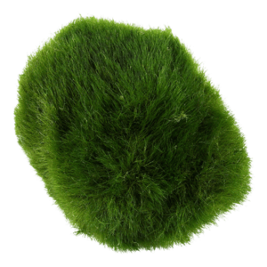 Chladophora aegagroplia (Moss Ball) - Single 5 - 7cm
