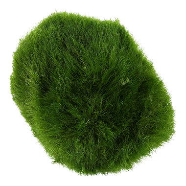 Chladophora aegagroplia (Moss Ball) - Single 5 - 7cm
