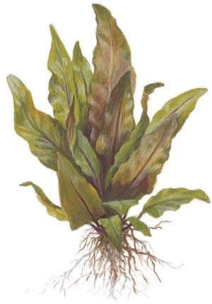 Cryptocoryne undulata 'Broad Leaf'-  Pot