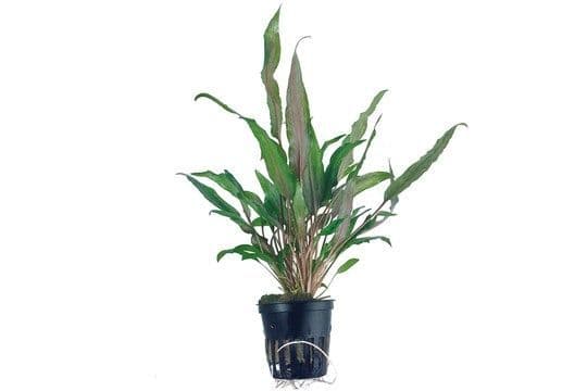 Cryptocoryne undulata ‘Broad Leaf’-  Pot