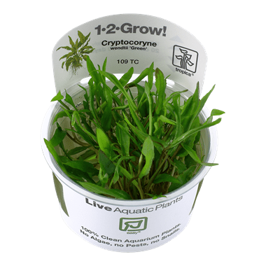 Cryptocoryne wendtii 'Green' 1.2.Grow!