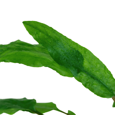 Cryptocoryne wendtii 'Green' - Tropica Potted