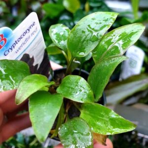 Cryptocoryne wendtii Red - Potted