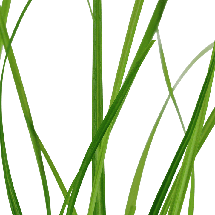 Cyperus helferi – Potted Tropica