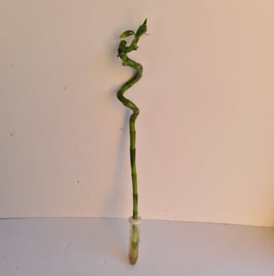 Dracaena sanderiana - Lucky Bamboo 45cm