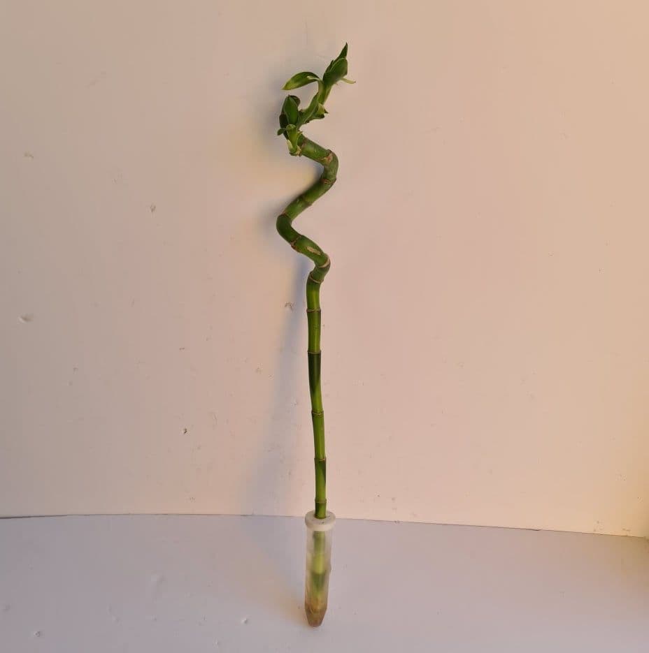 Dracaena sanderiana – Lucky Bamboo 45cm