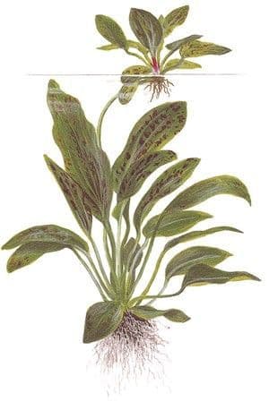 Echinodorus 'Ozelot Green' Potted