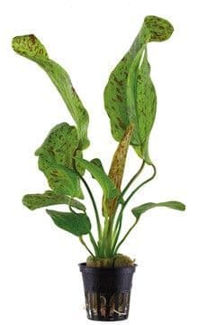 Echinodorus 'Ozelot Green' Potted