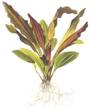 Echinodorus 'Rose' Potted