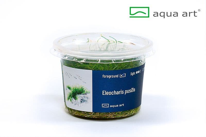 Eleocharis pussila – Aqua Art In-vitro